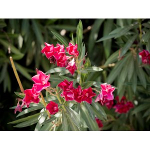 Oleander obyčajný (Nerium oleander) ČERVENÝ - výška 80-100 cm, kont. C5L (-10/-12°C) 